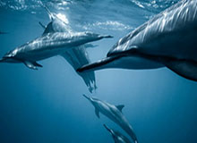 九游娱乐-辽宁男篮：杨鸣因身体原因辞去主教练职务，原助理教练暂代主教练职责